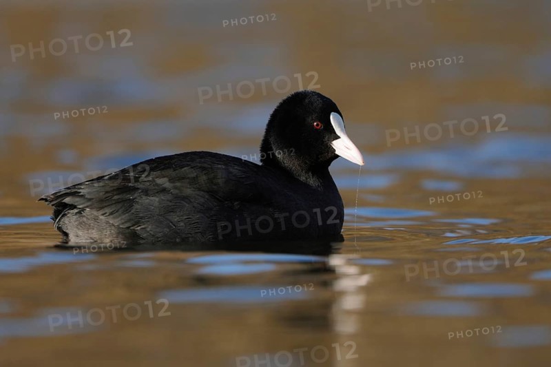 Common Coot (Fulica atra), black plumage, red eyes, white pallor on the forehead Frequent, almost everywhere native water bird in the most beautiful clear light, side view, Lower Rhine, North Rhine-Westphalia, Germany, Western Europe