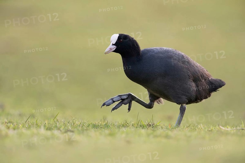 On the move on big feet... Coot (Fulica atra) walking across a meadow, low, natural-looking perspective, funny picture, deep appealing perspective at eye level, Lower Rhine, Rhine district Neuss, North Rhine-Westphalia, Germany, Western Europe