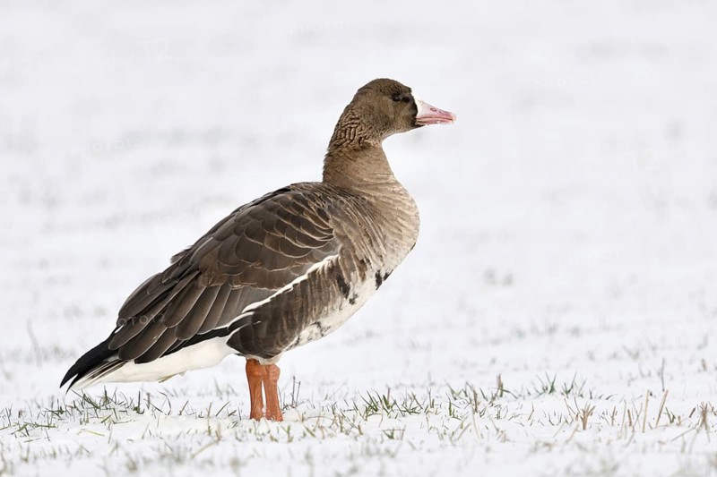 White-fronted goose (Anser albifrons) in the snow, relatively common Arctic wild goose, but only seen here in winter, winter visitor, typical characteristics are the pink bill with the white pallor and the stripes on the belly, Lower Rhine, North Rhine-Westphalia, Germany, Western Europe