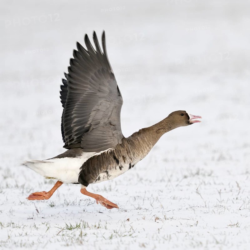 With a run-up... White-fronted goose (Anser albifrons) starts in the snow, runs up, flies off, relatively common wild goose, but only seen in winter, typical features are the pink bill with the white pallor and the stripes on the belly, Lower Rhine, North Rhine-Westphalia, Germany, Western Europe