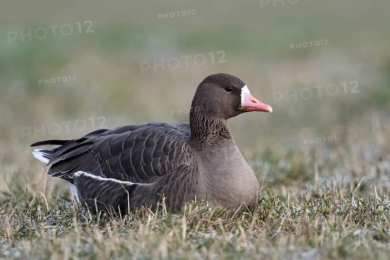 Resting in the grass... White-fronted goose (Anser albifrons), single wild goose resting, lying on a frozen meadow covered with hoar frost on the Lower Rhine, wintering goose, returns to the breeding grounds in the far north in March, Lower Rhine, North Rhine-Westphalia, Germany, Western Europe