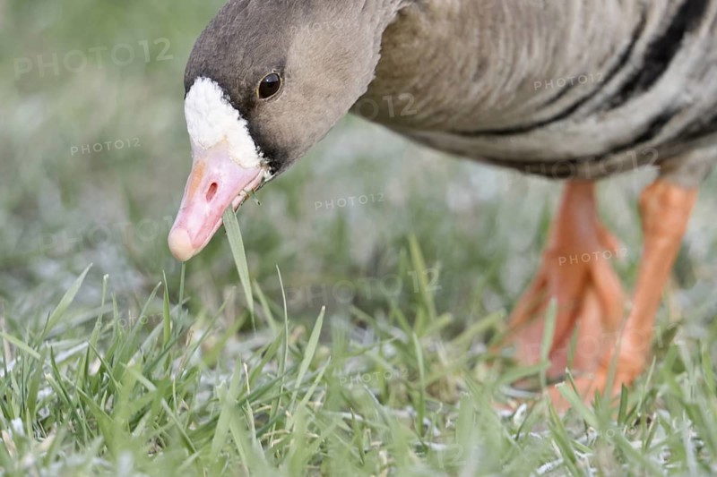 Feeding... White-fronted goose (Anser albifrons), wild goose feeding, wild goose, wintering guest on the Lower Rhine, eating grass, detailed close-up from a particularly low perspective creates tension in the picture, Lower Rhine, North Rhine-Westphalia, Germany, Western Europe