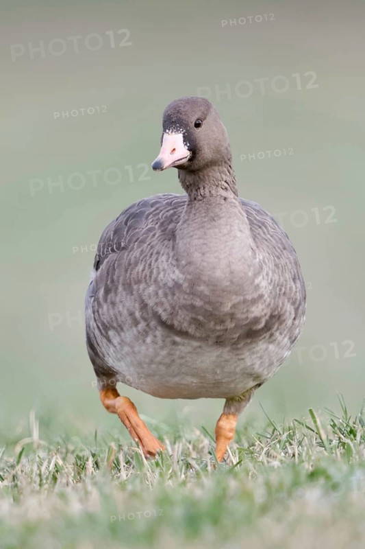 White-fronted goose (Anser albifrons), arctic wild goose, wintering guest on the Lower Rhine, young bird, young goose runs directly towards the camera, frontal shot, looks funny, soft light, soft colours, wildlife, Lower Rhine, North Rhine-Westphalia, Germany, Western Europe