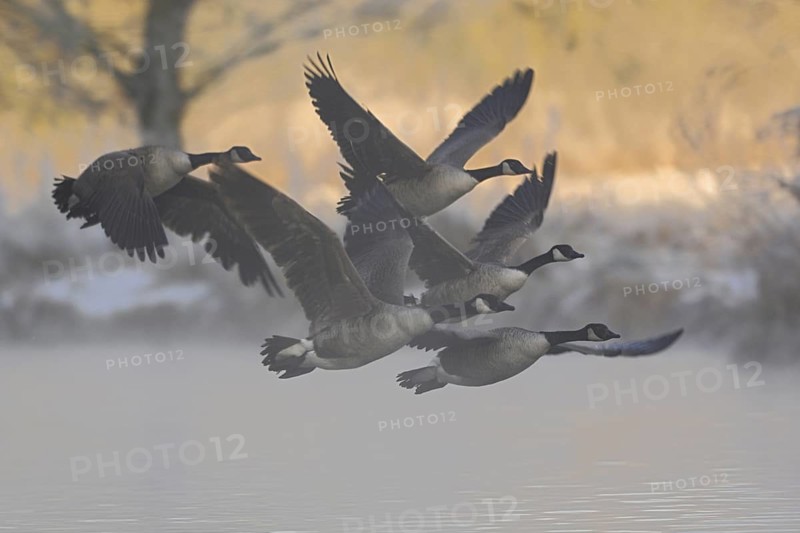 A winter morning... Canada geese (Branta canadensis) leave their roosting grounds in the early morning at sunrise and in light morning mist, Lower Rhine, North Rhine-Westphalia, Germany, Western Europe