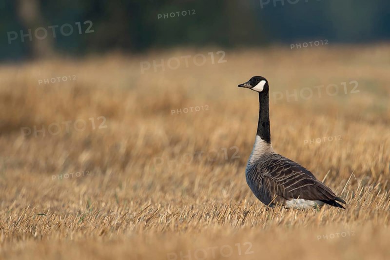 On the stubble field... Kanda goose (Branta canadensis), now widespread almost worldwide and also in Germany, very adaptable wild goose, invasive species, neozoon, problem bird in many places, original home North America, looks around vigilantly, Lower Rhine, North Rhine-Westphalia, Germany, Western Europe
