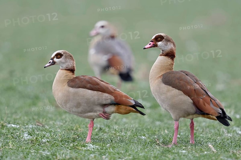 Travelling together... Nile goose, Nile geese (Alopochen aegyptiacus), presumably a family, the adults in the foreground, a young bird in the background, have reproduced strongly everywhere in recent years, Lower Rhine, North Rhine-Westphalia, Germany, Western Europe