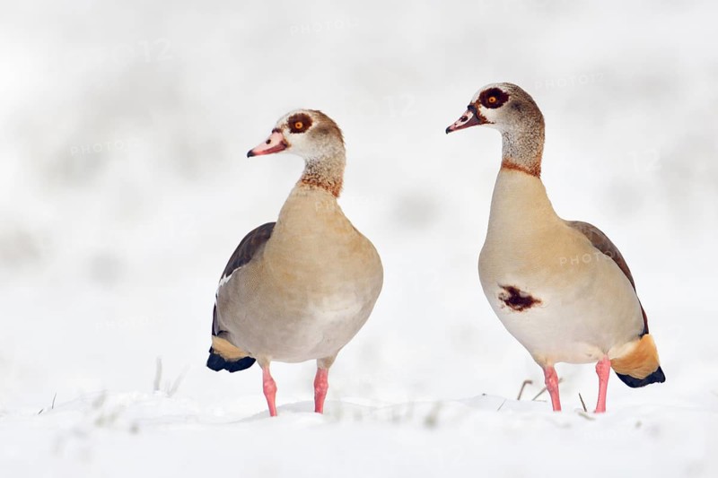 Often travelling as a pair... Nile goose (Alopochen aegyptiacus), Nile geese in the snow, pair in winter, very robust wild goose, common almost everywhere, whose original home is Africa, Lower Rhine, North Rhine-Westphalia, Germany, Western Europe