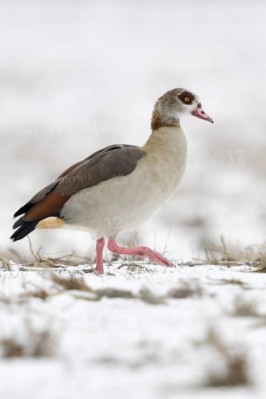 Egyptian goose (Alopochen aegyptiacus), invasive, conspicuous animal species in Europe, does well here even in cold winters, migrates here over snow-covered farmland in search of food, wild goose, wild animals, Germany, Europe, Lower Rhine, North Rhine-Westphalia, Western Europe
