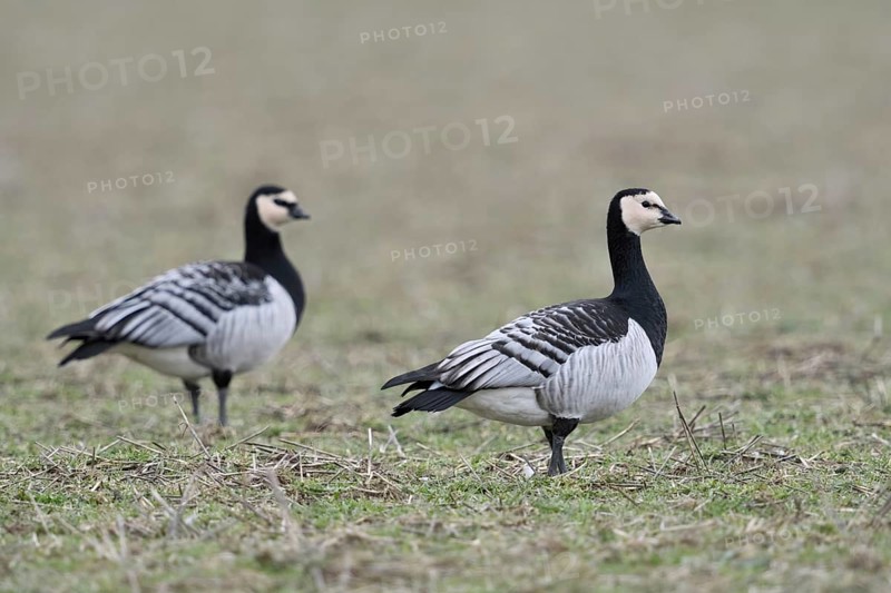 Barnacle geese, white-fronted geese (Branta leucopsis), arctic wild geese, wild birds, pair, couple, wintering on the Lower Rhine, North Rhine-Westphalia, wildlife, Germany, Western Europe