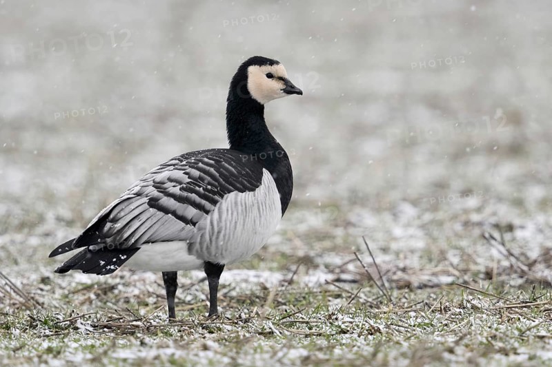 Always vigilant... White-fronted goose (Branta leucopsis) or barnacle goose during snowfall in the wintering area on the Lower Rhine, Bislicher Insel, Wesel district, Lower Rhine, North Rhine-Westphalia, Germany, Western Europe