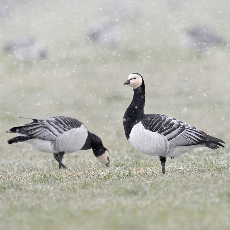 Barnacle geese, white-fronted geese (Branta leucopsis), flock in winter, on a pasture during a snow shower while looking for food, one looks around, the other secures the surroundings, wildlife, native fauna, Europe, Lower Rhine, North Rhine-Westphalia, Germany, Western Europe