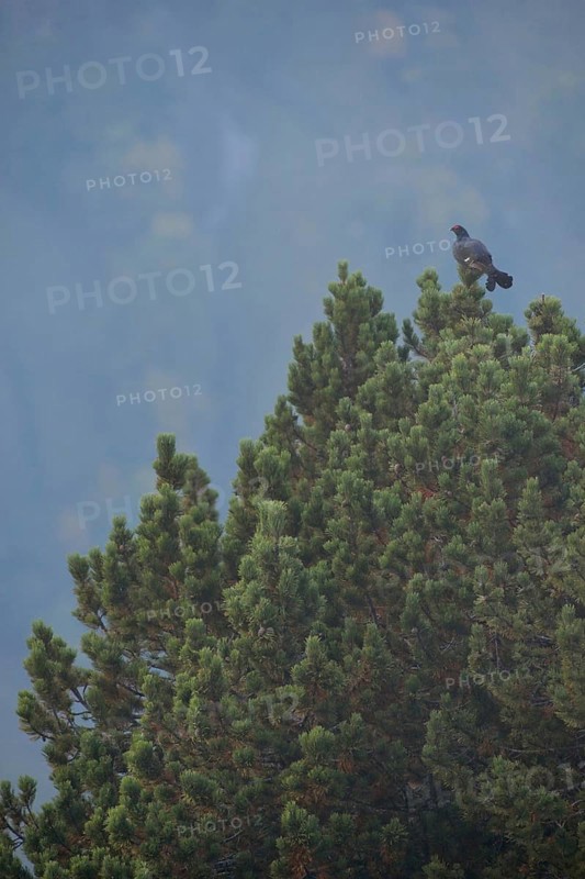 During the autumn mating season... Black grouse (Lyrurus tetrix) in its natural habitat, perched, sitting high up on a pine tree in the Swiss Alps, Alps, Bernese Oberland, Switzerland, Western Europe
