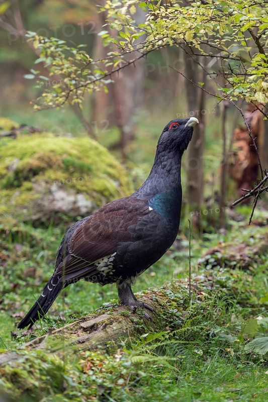Impressive... Capercaillie (Tetrao urogallus), unfortunately threatened with extinction in Germany, yet very well-known bird, lives in old, largely unspoilt mountain forest regions, Bavaria, Germany, Western Europe
