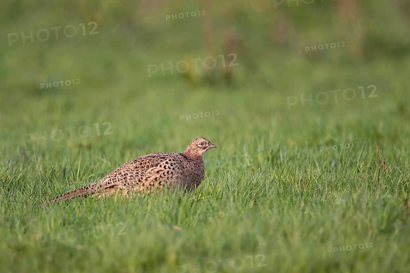 On the meadows of the Lower Rhine... Pheasant hen (Phasianus colchicus), female hunting pheasant calmly walking across a meadow, nowadays a rare sight even in traditional small game areas, Lower Rhine, North Rhine-Westphalia, Germany, Western Europe