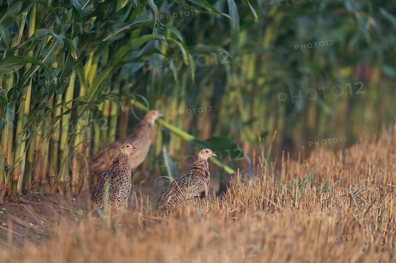 Young pheasants... Hunting pheasant (Phasianus colchicus), several young birds at the edge of a cornfield miss the cover of the freshly mown cornfield, sneak away, pheasants also suffer considerably from habitat loss due to intensive agriculture, Lower Rhine, North Rhine-Westphalia, Germany, Western Europe