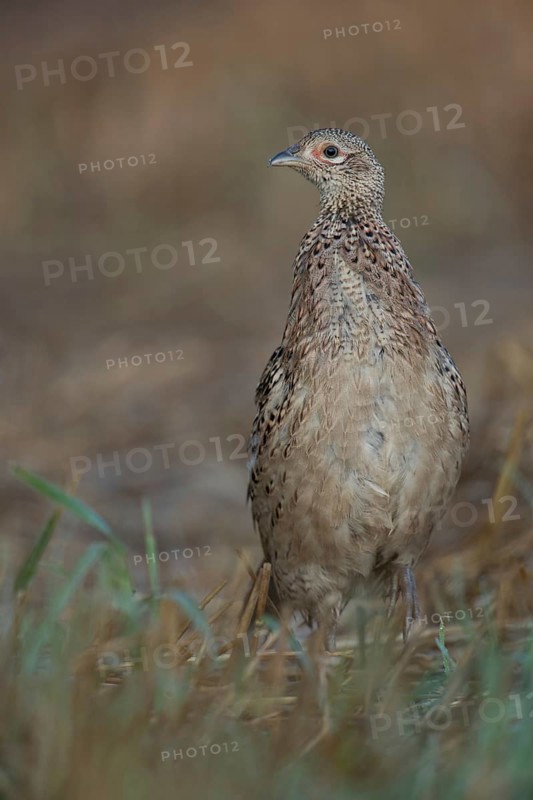 Running bird... Hunting pheasant (Phasianus colchicus), female, pheasant hen, young bird without cover on a harvested field, Lower Rhine, Rhine district Neuss, North Rhine-Westphalia, Germany, Western Europe