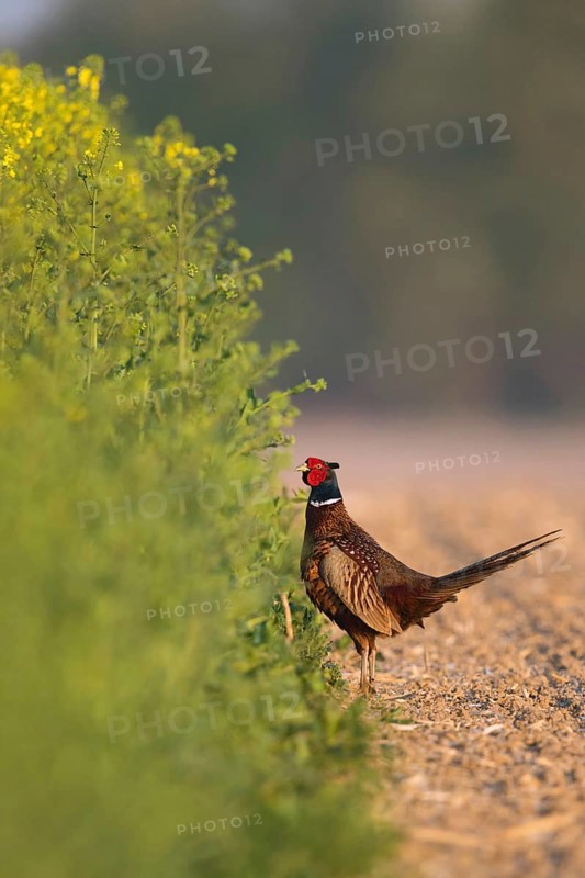 Undecided... Hunting pheasant (Phasianus colchicus), pheasant standing in an open area at the edge of a flowering rape field and thinking about slipping in to find cover, drooping wings and tense posture indicate inner excitement, Lower Rhine, North Rhine-Westphalia, Germany, Western Europe