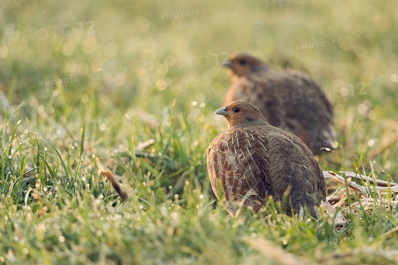 In the morning dew... Partridges (Perdix perdix) early in the morning on a dewy meadow, field, looking around anxiously, typical behaviour, highly endangered, threatened species, typical ground breeders, field fowl, Lower Rhine, North Rhine-Westphalia, Germany, Western Europe