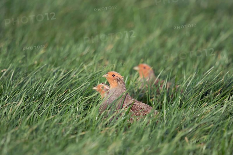 Grey partridges (Perdix perdix), small group, crouching in green grass, in a field in young winter wheat, species severely threatened by the intensification of agriculture, also have numerous predators, Lower Rhine, Rhineland, North Rhine-Westphalia, Germany, Western Europe