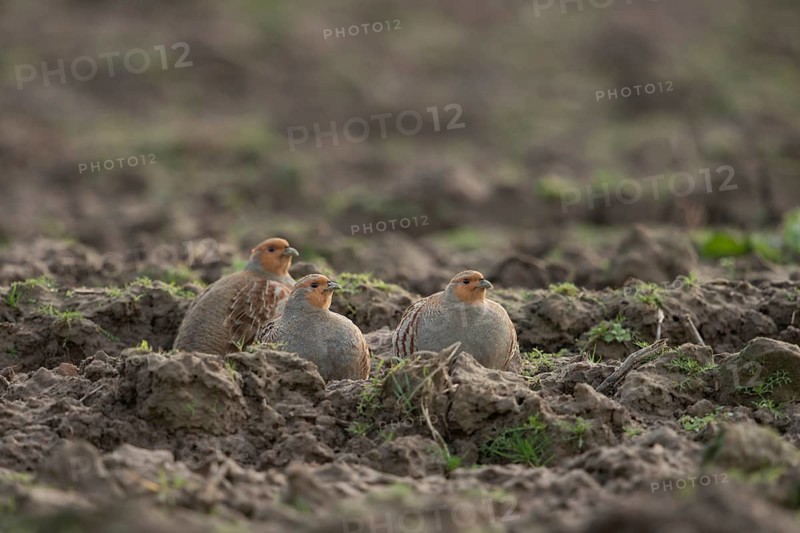 In the field... Grey partridge (Perdix perdix), several grey partridges, sitting, hiding between furrows, formerly common field fowl, now a highly endangered species due to agriculture and other influences, massive population decline almost everywhere, Lower Rhine, North Rhine-Westphalia, Germany, Western Europe