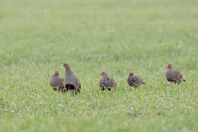 Partridge chain... Partridge (Perdix perdix), partridges, members of a chain run after the attentive leading bird through a dewy meadow, through a field, field and meadow birds severely threatened by intensive agriculture, native birdlife, wildlife, Rhineland, North Rhine-Westphalia, Germany, Western Europe