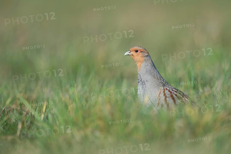 Vigilant... Grey partridge (Perdix perdix), partridge during the mating season, stretches high out of cover, courtship display, observes the surroundings, endangered species due to habitat loss and predators, native nature, Lower Rhine, Rhineland, North Rhine-Westphalia, Germany, Western Europe