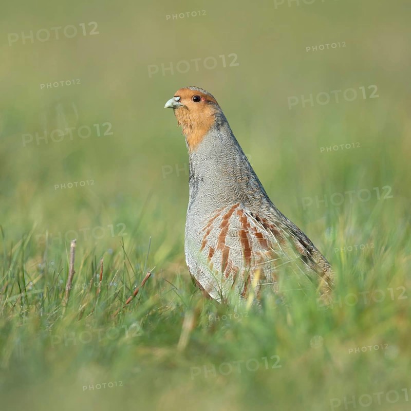 Erect... Grey partridge (Perdix perdix), during the mating season, stretches high from cover, observes the surroundings, is alert, shows territorial behaviour, species highly endangered due to habitat loss and predation, Lower Rhine, Rhineland, North Rhine-Westphalia, Germany, Western Europe