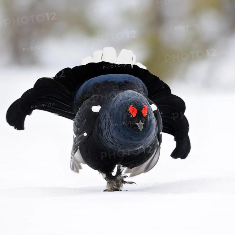 The entrance... Black grouse (Lyrurus tetrix), black grouse, dominant black grouse enters the mating arena with fanned out tail feathers, tail feathers and roses swollen with excitement, red eyebrows, shows imposing behaviour, territorial behaviour, wildlife, Europe, Southern Sweden, Sweden, Scandinavia, Northern Europe