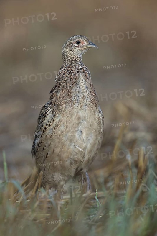 On the move in a hurry... Pheasant (Phasianus colchicus), young bird creeping, running through a stubble field, looking around attentively, frontal shot from an impressively low perspective, natural colours, very lively image, Lower Rhine, North Rhine-Westphalia, Germany, Western Europe
