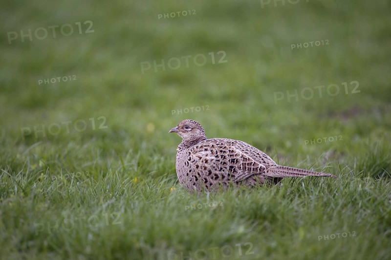Lush meadows... Hunting pheasant, pheasant hen (Phasianus colchicus) in typical surroundings in a meadow, a field, soft evening light, wildlife, Rhineland, Lower Rhine, North Rhine-Westphalia, Germany, Western Europe