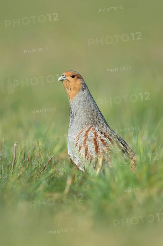 Erect... Grey partridge (Perdix perdix), during the mating season, stretches high from the cover, observes the surroundings, is vigilant, shows territorial behaviour, endangered species due to habitat loss and predation, Lower Rhine, Rhineland, North Rhine-Westphalia, Germany, Western Europe
