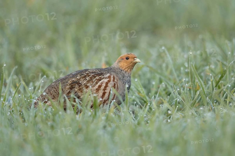 Dewdrops glisten... Grey partridge (Perdix perdix) walking through a dewy field in the morning, generally known but rare native fieldfare, species highly endangered due to predation and habitat loss, Lower Rhine, Rhineland, North Rhine-Westphalia, Germany, Western Europe