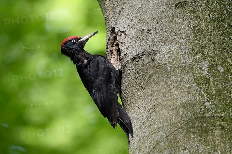 Ants in the feathers... Black woodpecker (Dryocopus martius), adult male, returning to his breeding cavity in an old beech tree after foraging, woodpecker, old trees, wildlife, native nature in Germany, Lower Rhine, North Rhine-Westphalia, Western Europe