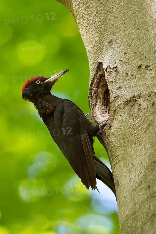 In the sunshine... Black woodpecker (Dryocopus martius) under the canopy of beech trees, adult male, at his breeding den in an old beech tree in front of a bright yellow-green background, clear light, fresh colours, woodpecker, needs old trees, native nature in Germany, Lower Rhine, North Rhine-Westphalia, Western Europe