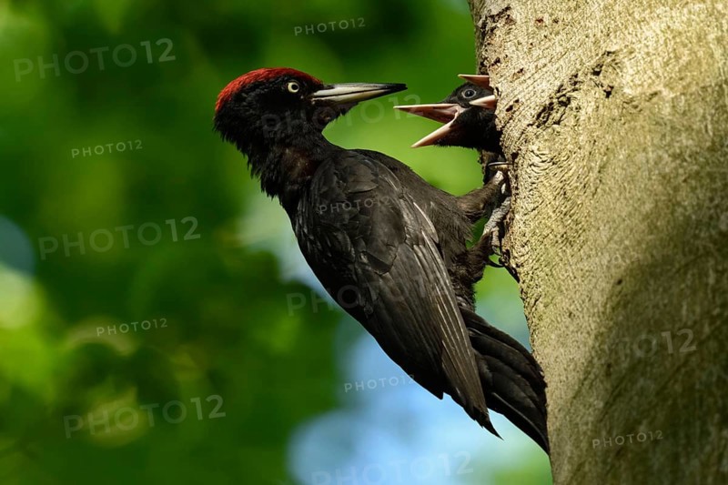 Black woodpecker (Dryocopus martius), adult male, at his breeding den in an old beech tree feeding the excited offspring, two young birds, native nature in Germany, Lower Rhine, North Rhine-Westphalia, Western Europe