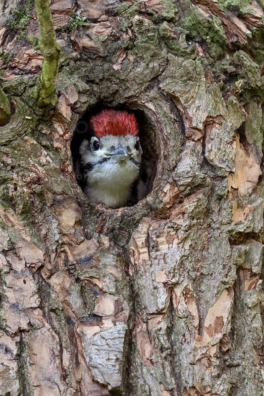 Curious... Great spotted woodpecker (Dendrocopos major), young woodpecker peering cheekily out of its nesting cavity, young bird, soon to fledge, most common native woodpecker, Lower Rhine, North Rhine-Westphalia, Germany, Western Europe