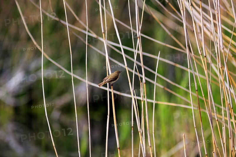 Chiffchaff, willow warbler sitting on a branch in dry reeds, Insel Düne, Heligoland, Schleswig-Holstein, Germany