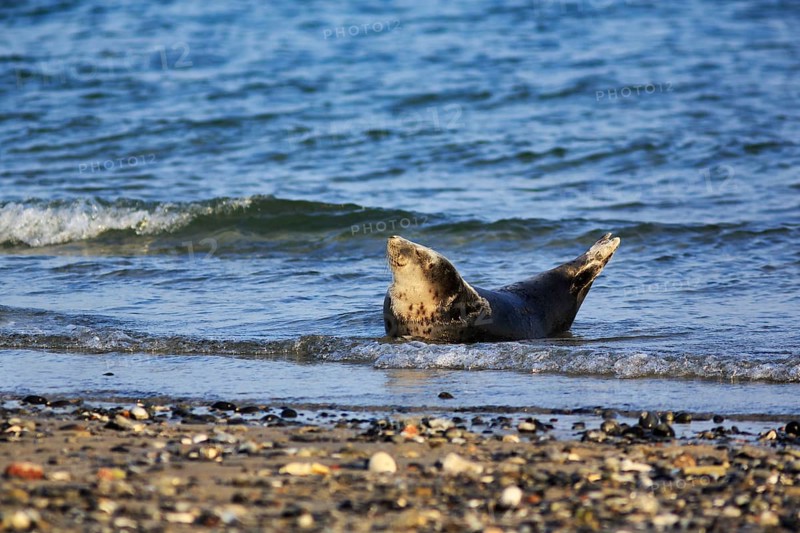 Harbour seal (Phoca vitulina) lying on the beach, Wildlife, Insel Düne, Helgoland, Schleswig-Holstein, Germany
