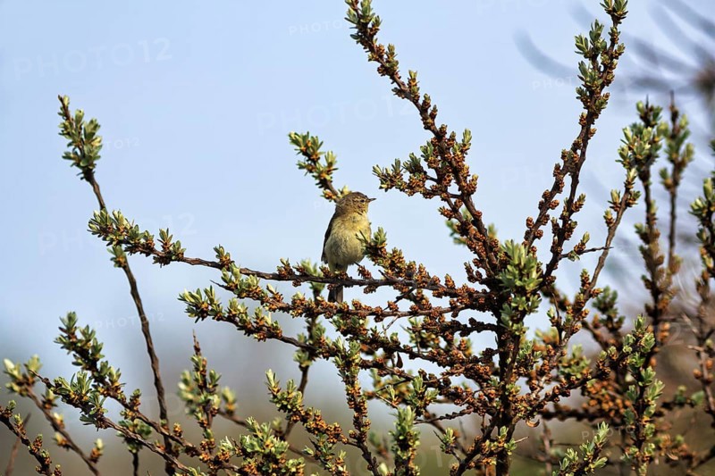 Chiffchaff, willow warbler sitting on a branch in a shrub, Insel Düne, Heligoland, Schleswig-Holstein, Germany