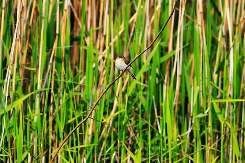 Chiffchaff, willow warbler sitting on a branch in the reeds, Insel Düne, Heligoland, Schleswig-Holstein, Germany