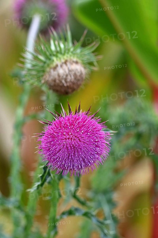 Flower head of the Musk Thistle (Carduus nutans, also known as nodding thistle), by the wayside, Rosenheim, Bavaria, Germany
