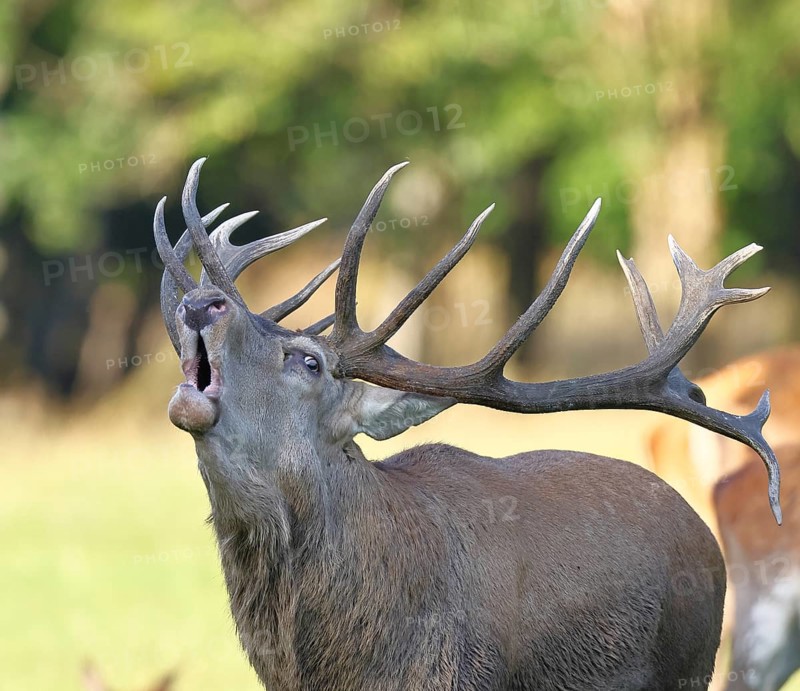 Red deer (Cervus elaphus) during the rutting season, a capital stag roaring in a forest clearing, animal portrait, wildlife, Sauerland, North Rhine-Westphalia, Germany
