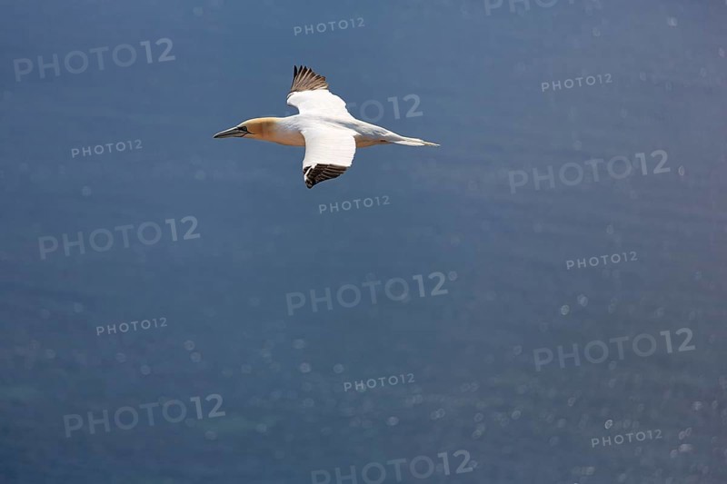 Northern gannet (Morus bassanus) on a bird cliff, flying over the sea, Helgoland Island, Schleswig-Holstein, Germany