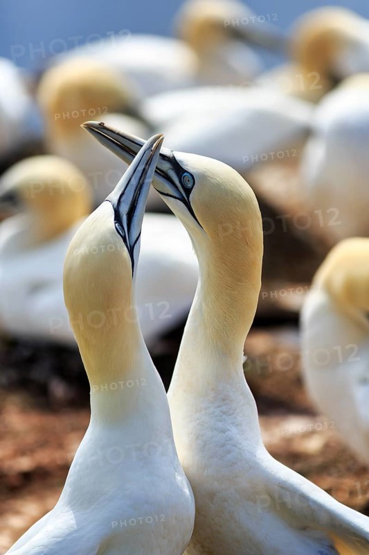 Northern gannet (Morus bassanus) on bird cliffs, pair courtship display, Helgoland Island, Schleswig-Holstein, Germany