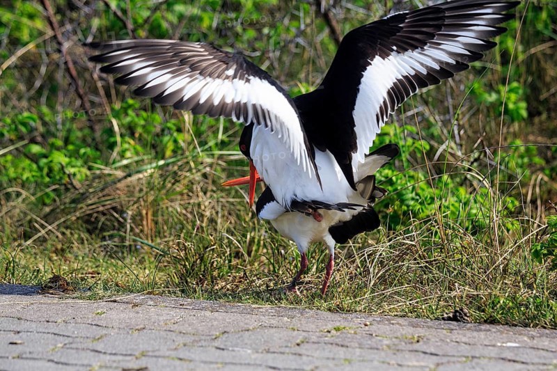 Two oystercatchers (Haematopus ostralegus), mating, Insel Düne, Heligoland, Schleswig-Holstein, Germany