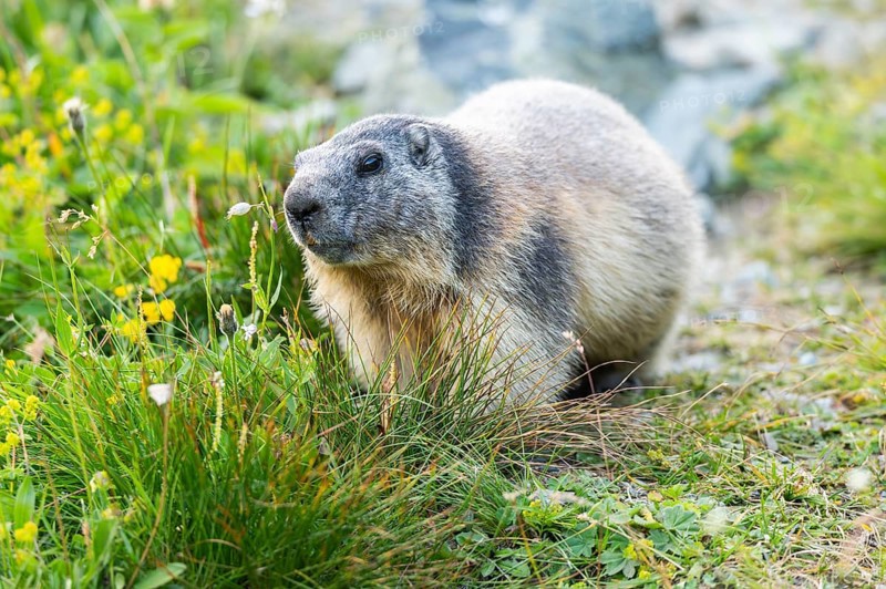 Alpine marmot (Marmota marmota) in autumn, Grossglockner, High Tauern National Park, Austria