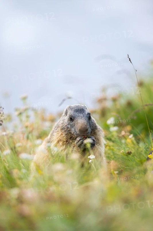 Alpine marmot (Marmota marmota) in autumn, Grossglockner, High Tauern National Park, Austria