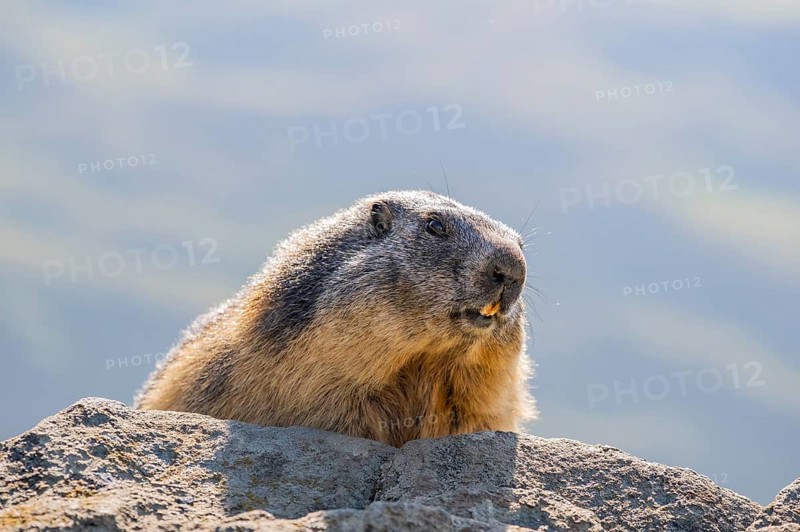 Alpine marmot (Marmota marmota) in autumn, Grossglockner, High Tauern National Park, Austria