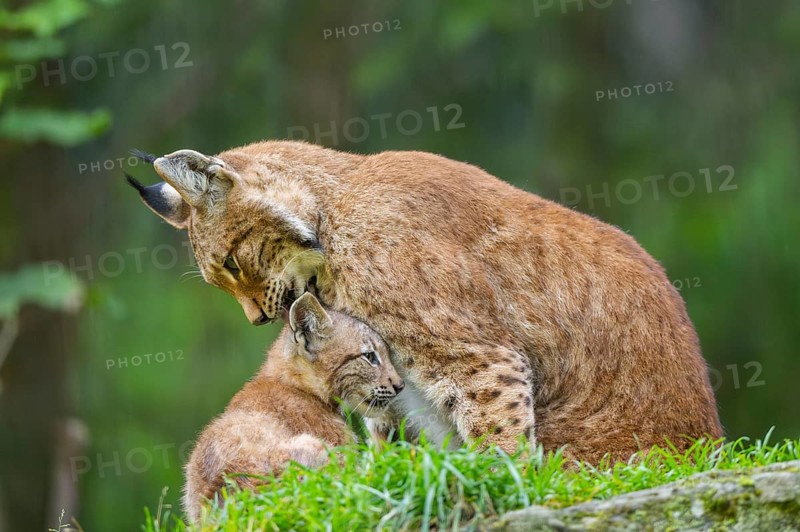 Eurasian lynx (Lynx lynx) mother with her youngster, Austria