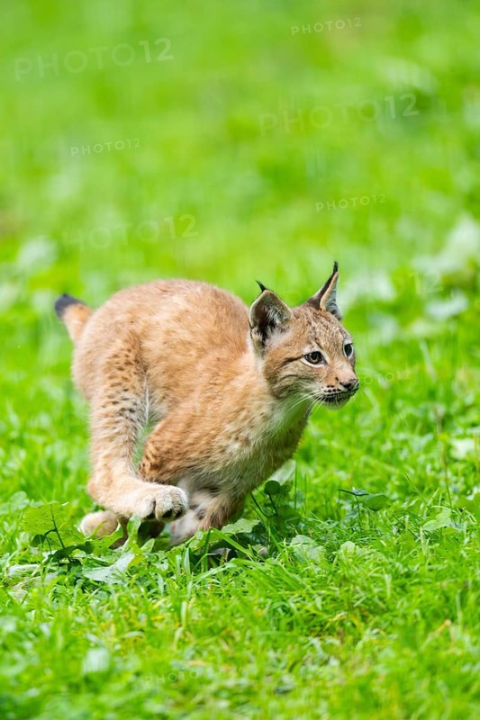 Eurasian lynx (Lynx lynx) youngster on a meadow, Bavaria, Germany